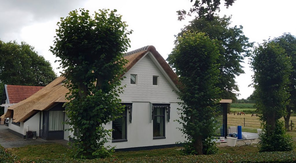 DSC_2957 #peize #rietdekker #batema #riet #prijs